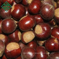 eating chinese chestnuts fresh natural chestnut